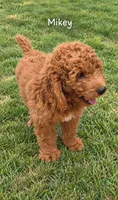 Mikey,  28 - 34 pounds full grown, a male Goldendoodle for sale in Phoenix, AZ – 1 of 9