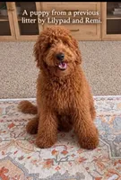 Marsha ( 27 - 34 pounss full grown ), a female Goldendoodle for sale in Phoenix, AZ – 10 of 10