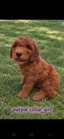 Yellow collar girl / 35 - 40 pounds full grown, a female Goldendoodle for sale in Phoenix, AZ – 6 of 10