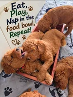 Dark blue collar boy / 35-40 pounds full grown, a male Goldendoodle for sale in Phoenix, AZ – 6 of 10