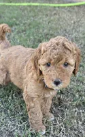 Donna,  (27 - 33 pounds full grown), a female Goldendoodle for sale in Surprise, AZ – 6 of 10