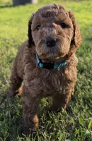 Marsha ( 27 - 34 pounss full grown ), a female Goldendoodle for sale in Phoenix, AZ – 3 of 10