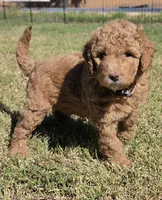 Grace,  (27 - 33 pounds full grown), a female Goldendoodle for sale in Surprise, AZ – 5 of 10