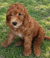 Johnny,  28 - 34 pounds full grown, a male Goldendoodle for sale in Phoenix, AZ – 2 of 9