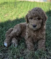 Johnny   (30 - 35 pounds full gown), a male Goldendoodle for sale in Surprise, AZ – 5 of 10
