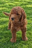 Pink collar girl, a female Goldendoodle for sale in Phoenix, AZ – 6 of 10