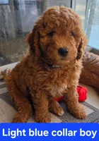 Red collar boy, 28 - 32 pounds full grown, a male Goldendoodle for sale in Phoenix, AZ – 5 of 10