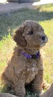 Donna,  (27 - 33 pounds full grown), a female Goldendoodle for sale in Surprise, AZ – 4 of 10
