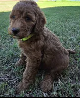 Betty ( 27 - 33 pounds full grown), a female Goldendoodle for sale in Surprise, AZ – 3 of 9