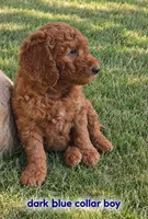 Light blue collar boy / 35-40 pounds full grown, a male Goldendoodle for sale in Phoenix, AZ – 7 of 10