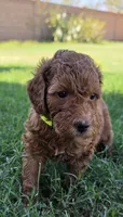 Betty ( 27 - 34 pounds full grown), a female Goldendoodle for sale in Phoenix, AZ – 2 of 10