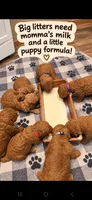 Yellow collar girl / 35 - 40 pounds full grown, a female Goldendoodle for sale in Phoenix, AZ – 4 of 10