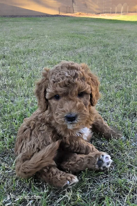 Penny Lane (27 - 33 pounds full grown) – Goldendoodle puppy on hold in Surprise, AZ