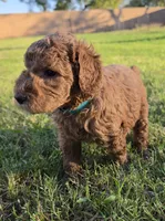 Marsha ( 27 - 34 pounss full grown ), a female Goldendoodle for sale in Phoenix, AZ – 2 of 10