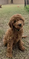 Julie,  (27 - 33 pounds full grown), a female Goldendoodle for sale in Surprise, AZ – 2 of 10