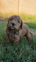 Marsha ( 27 - 34 pounss full grown ), a female Goldendoodle for sale in Phoenix, AZ – 7 of 10