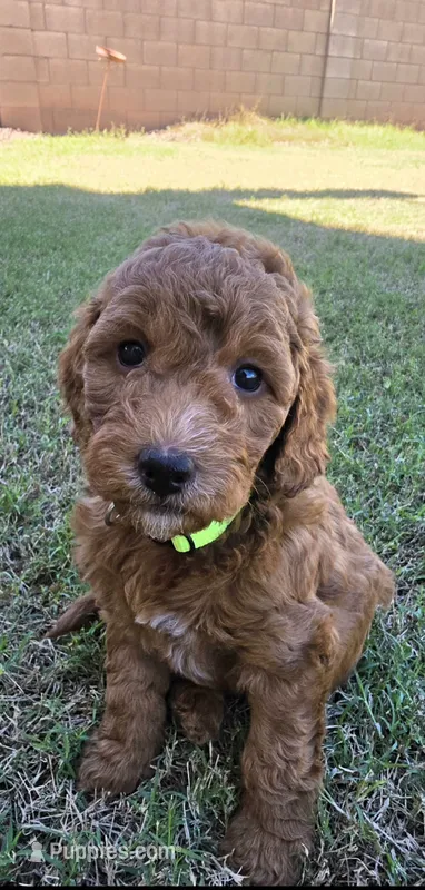Betty ( 27 - 33 pounds full grown) – Goldendoodle puppy for sale in Surprise, AZ