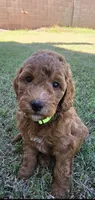 Betty ( 27 - 33 pounds full grown), a female Goldendoodle for sale in Surprise, AZ – 1 of 9