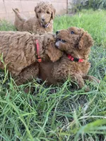 Mikey, (30 - 35 pounds full grown), a male Goldendoodle for sale in Surprise, AZ – 4 of 10