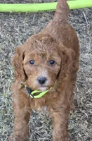 Betty ( 27 - 33 pounds full grown), a female Goldendoodle for sale in Surprise, AZ – 2 of 9