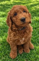 Pink collar girl, a female Goldendoodle for sale in Phoenix, AZ – 5 of 10