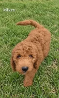 Mikey,  28 - 34 pounds full grown, a male Goldendoodle for sale in Phoenix, AZ – 2 of 9