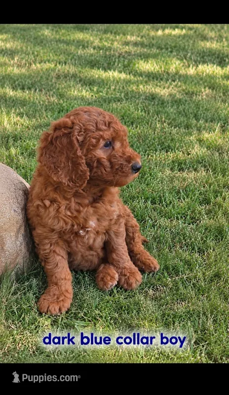 Dark blue collar boy / 35-40 pounds full grown – Goldendoodle puppy for sale in Phoenix, AZ