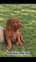 Dark blue collar boy / 35-40 pounds full grown, a male Goldendoodle for sale in Phoenix, AZ – 1 of 10