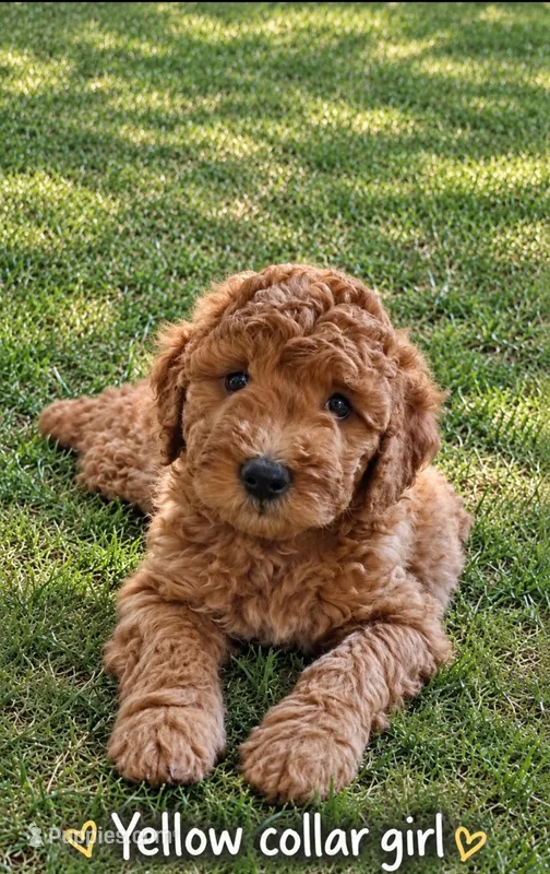 Yellow collar girl / 35 - 40 pounds full grown – Goldendoodle puppy for sale in Phoenix, AZ