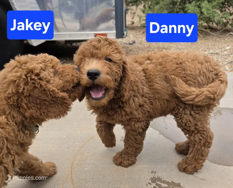 Danny / 28 - 34 pounds full grown – Goldendoodle puppy for sale in Phoenix, AZ