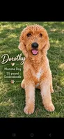 Danny / 28 - 34 pounds full grown, a male Goldendoodle for sale in Phoenix, AZ – 6 of 10