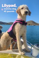 Betty ( 27 - 34 pounds full grown), a female Goldendoodle for sale in Phoenix, AZ – 9 of 10