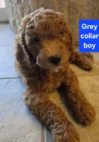 Red collar boy, 28 - 32 pounds full grown, a male Goldendoodle for sale in Phoenix, AZ – 6 of 10
