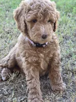 Grace,  (27 - 33 pounds full grown), a female Goldendoodle for sale in Surprise, AZ – 4 of 10