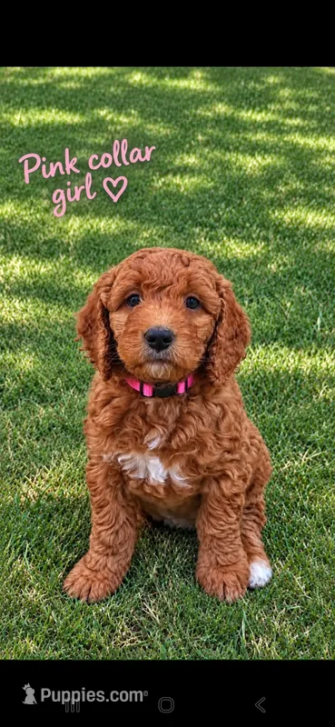 Pink collar girl / 35 - 40 pounds full grown – Goldendoodle puppy for sale in Phoenix, AZ