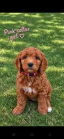 Pink collar girl / 35 - 40 pounds full grown, a female Goldendoodle for sale in Phoenix, AZ – 1 of 10