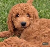 Mikey,  28 - 34 pounds full grown, a male Goldendoodle for sale in Phoenix, AZ – 3 of 9