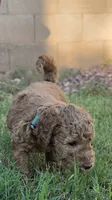 Marsha ( 27 - 34 pounss full grown ), a female Goldendoodle for sale in Phoenix, AZ – 5 of 10