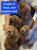 Red collar boy, 28 - 32 pounds full grown, a male Goldendoodle for sale in Phoenix, AZ – 3 of 10