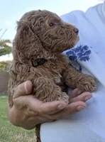 Johnny   (28 - 35 pounds full gown), a male Goldendoodle for sale in Phoenix, AZ – 2 of 10