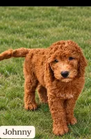 Johnny,  28 - 34 pounds full grown, a male Goldendoodle for sale in Phoenix, AZ – 1 of 9