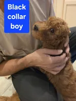 Red collar boy, 28 - 32 pounds full grown, a male Goldendoodle for sale in Phoenix, AZ – 7 of 10