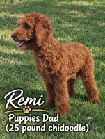 Yellow collar girl / 35 - 40 pounds full grown, a female Goldendoodle for sale in Phoenix, AZ – 3 of 10