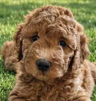 Pink collar girl, a female Goldendoodle for sale in Phoenix, AZ – 1 of 10