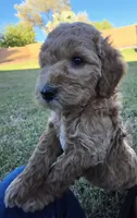 Penny Lane (27 - 33 pounds full grown), a female Goldendoodle for sale in Surprise, AZ – 2 of 10