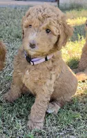Grace,  (27 - 33 pounds full grown), a female Goldendoodle for sale in Surprise, AZ – 6 of 10