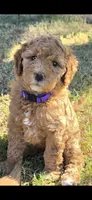 Donna,  (27 - 33 pounds full grown), a female Goldendoodle for sale in Surprise, AZ – 3 of 10