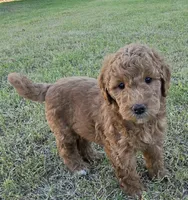 Marsha ( 27 - 33 pounds full grown ), a female Goldendoodle for sale in Surprise, AZ – 3 of 9