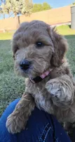 Penny Lane (27 - 33 pounds full grown), a female Goldendoodle for sale in Surprise, AZ – 3 of 10