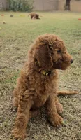 Julie,  (27 - 33 pounds full grown), a female Goldendoodle for sale in Surprise, AZ – 4 of 10